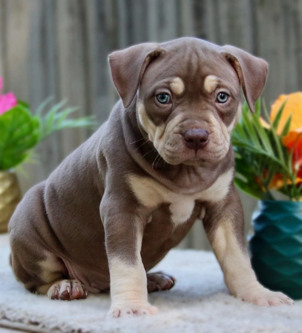 Puppies | Find Your Perfect Puppy — Shop Now — Sambakennels